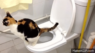 Kačių tualetas nereikalaujantis kraiko