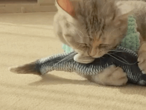 Judanti žuvis katės žaislas