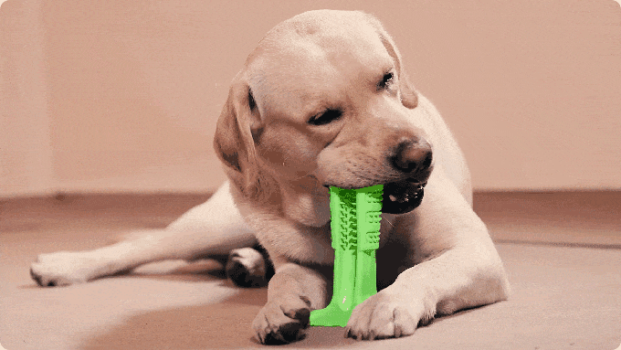 Kramtukas šunims dantų šepetėlis