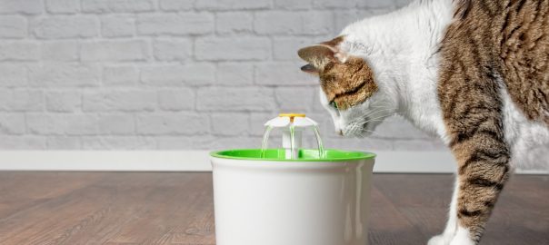 Kaip pripratinti katę gerti vandenį