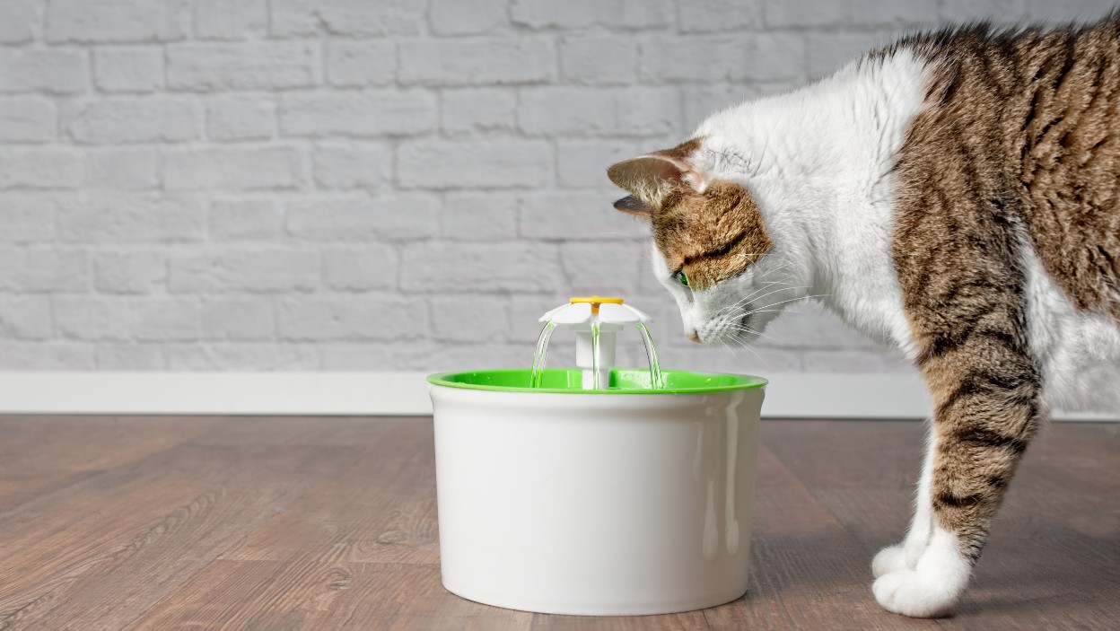 Kaip pripratinti katę gerti vandenį