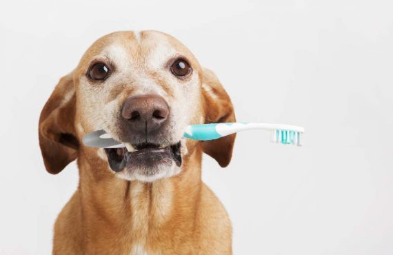 Kaip tinkamai prižiūrėti šuns dantis?