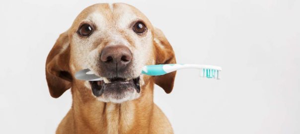 Kaip tinkamai prižiūrėti šuns dantis