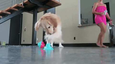 Interaktyvus žaislas šunims