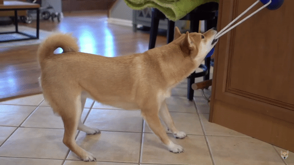 Žaislas šunims virvės tempimas