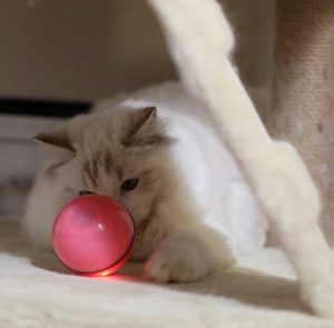 Išmanusis kamuoliukas katėms